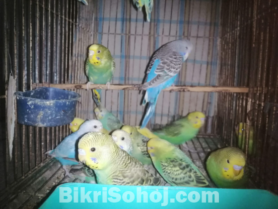 বাজুরিকার বেবি